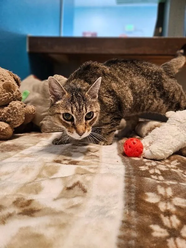 A senior medium-sized female Brown / Chocolate Domestic Short Hair cat named Mancos for adoption in Fort Collins, CO