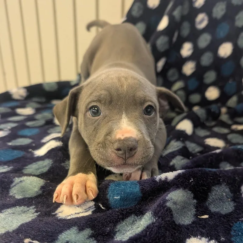 A baby small-sized female Gray / Blue / Silver Terrier dog named Tango for adoption in Jasper, IN