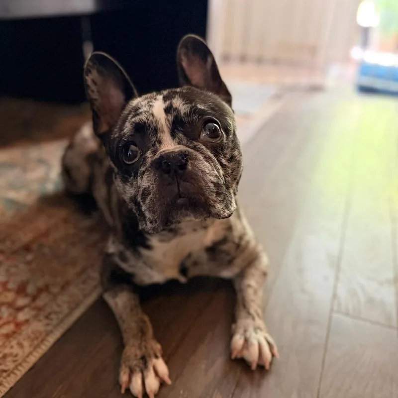 An adult medium-sized male Gray / Blue / Silver French Bulldog dog named Beetlejuice for adoption in Durham, NC
