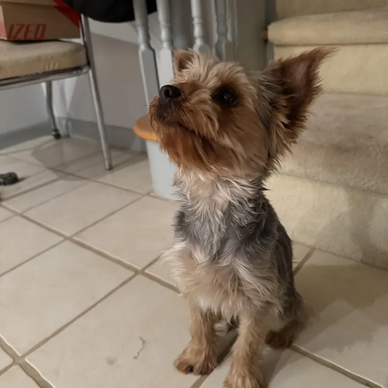 A young small-sized male Bicolor Yorkshire Terrier dog named Hank for adoption in Williston, VT