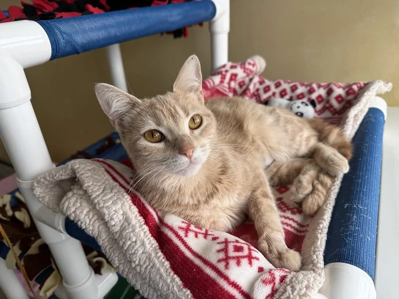An adult medium-sized female Domestic Short Hair cat named Solana for adoption in Berkeley, CA
