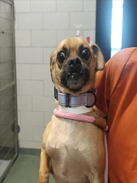 An adult small-sized male Mixed Breed dog named Oregano for adoption in Santa Fe, NM