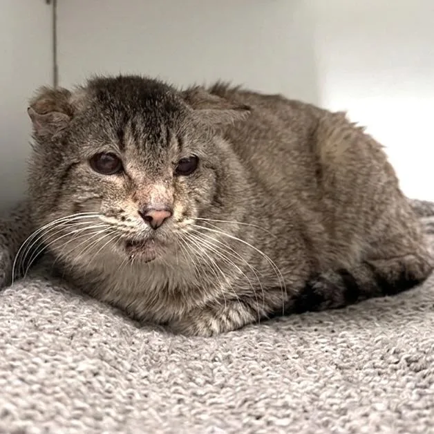 An adult small-sized male Domestic Short Hair cat named Bunny for adoption in Methuen, MA