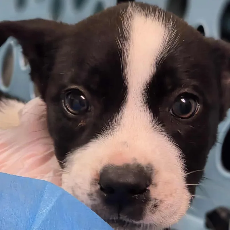 A baby small-sized female Black Mixed Breed dog named Michelob for adoption in Charleston, WV