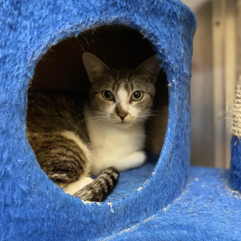 An adult medium-sized female Brown / Chocolate Domestic Short Hair cat named Bartolina Sisa for adoption in Redwood City, CA
