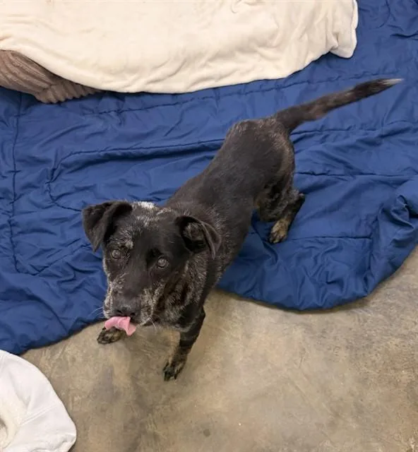 An adult medium-sized female Mixed Breed dog named Eunice for adoption in Fort Walton Beach, FL