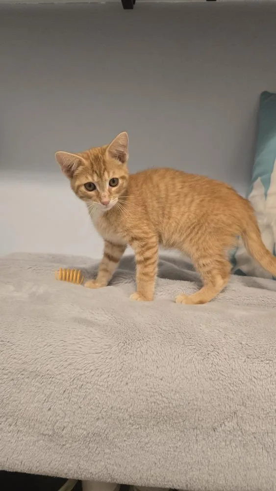 A baby medium-sized male Tabby (Orange / Red) Domestic Short Hair cat named Biscotti for adoption in Clinton Township, MI