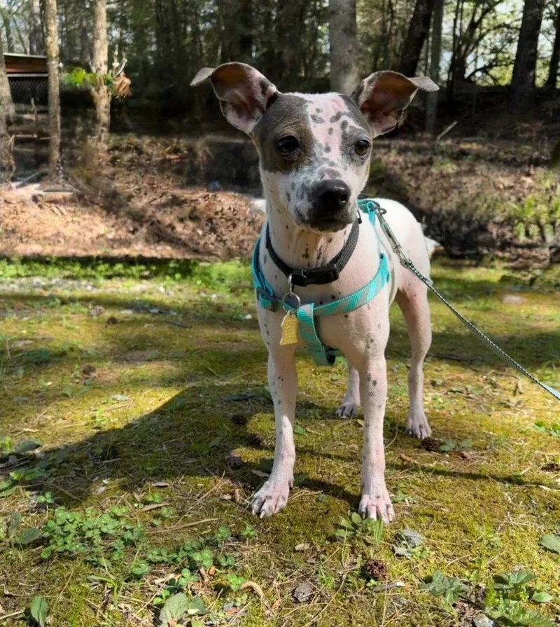 A young medium-sized female Chihuahua dog named Bijou for adoption in Ellijay, GA