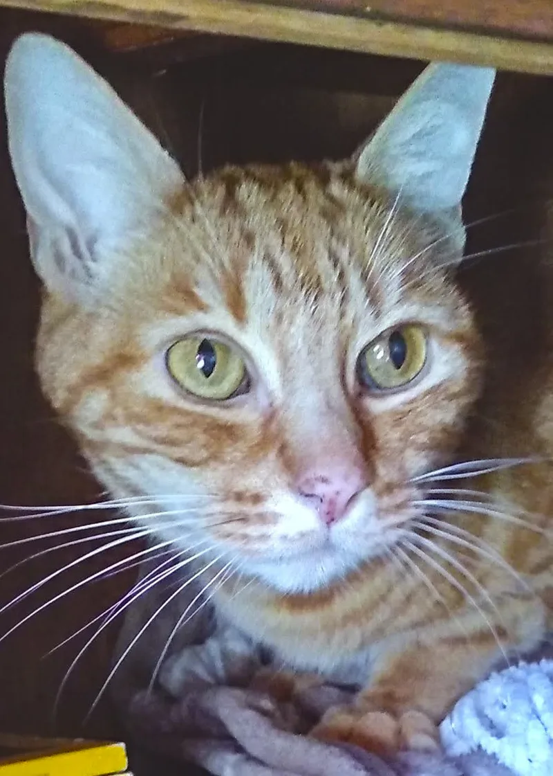 A senior medium-sized male Orange & White Tabby cat named Cheerio for adoption in Benicia, CA