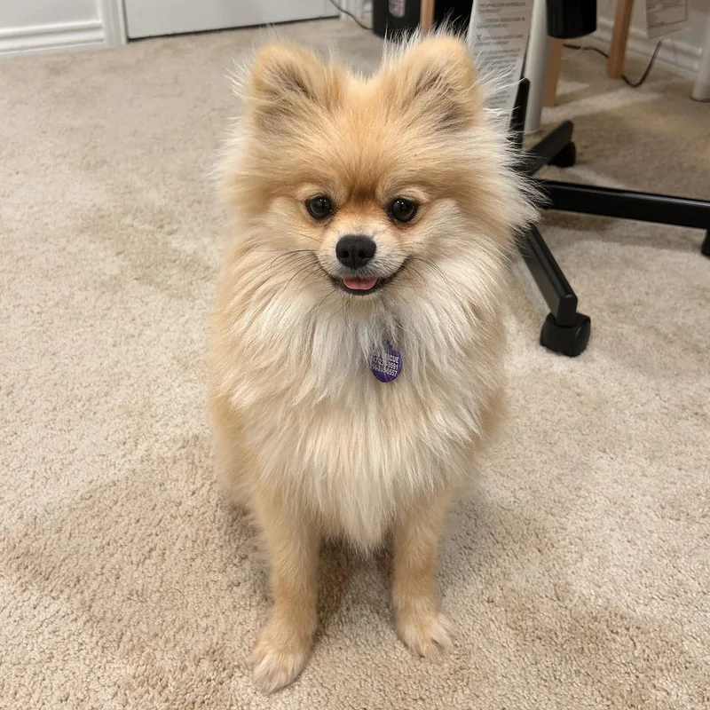 A young small-sized male Pomeranian dog named Bamboo for adoption in Garland, TX