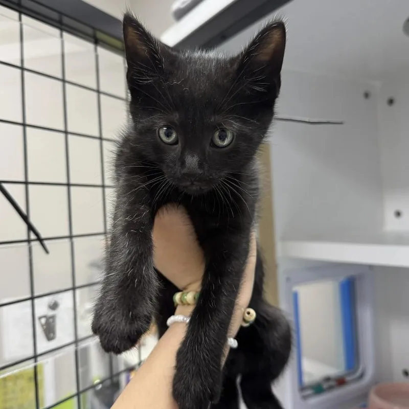 A baby small-sized male Black Domestic Short Hair cat named Colt for adoption in Jupiter, FL