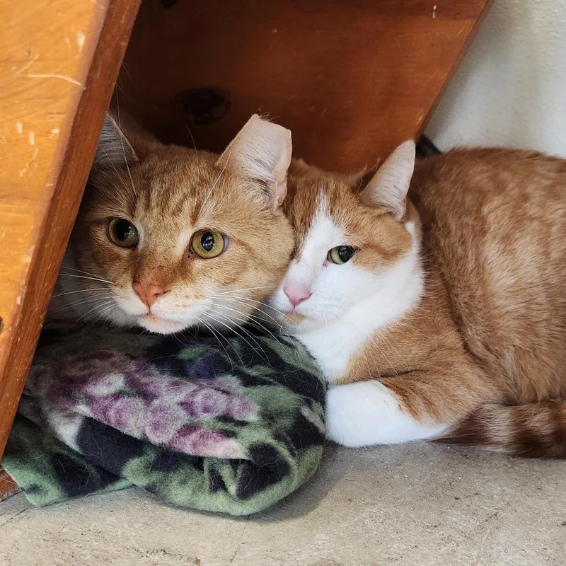 An adult medium-sized male Orange / Red Domestic Short Hair cat named Jerry for adoption in Delaware, OH