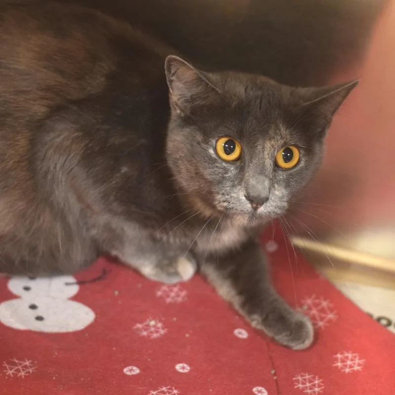 An adult medium-sized female Tortoiseshell Domestic Short Hair cat named Mamas for adoption in Belleville, IL