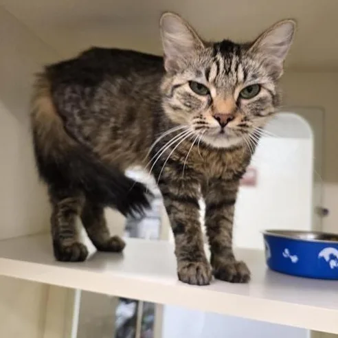 A young medium-sized female Domestic Medium Hair cat named Astrid for adoption in Prince Frederick, MD