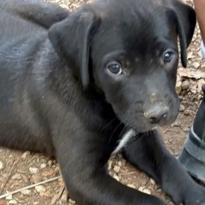 A baby large-sized male Black Labrador Retriever dog named Rookie for adoption in LEMONT, IL