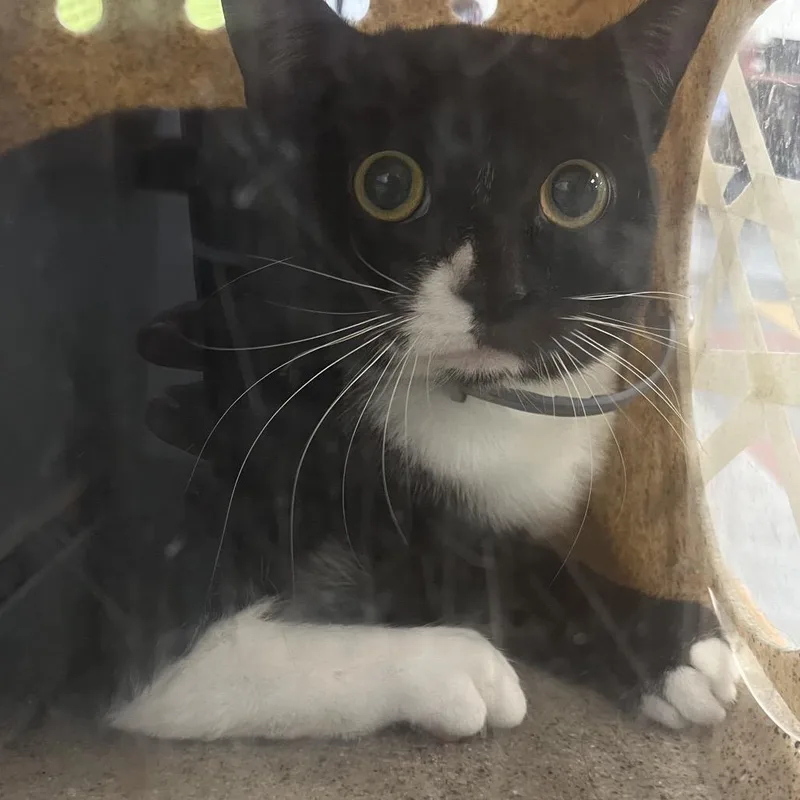 An adult small-sized female Black Domestic Medium Hair cat named Jill Scott for adoption in Philadelphia, PA