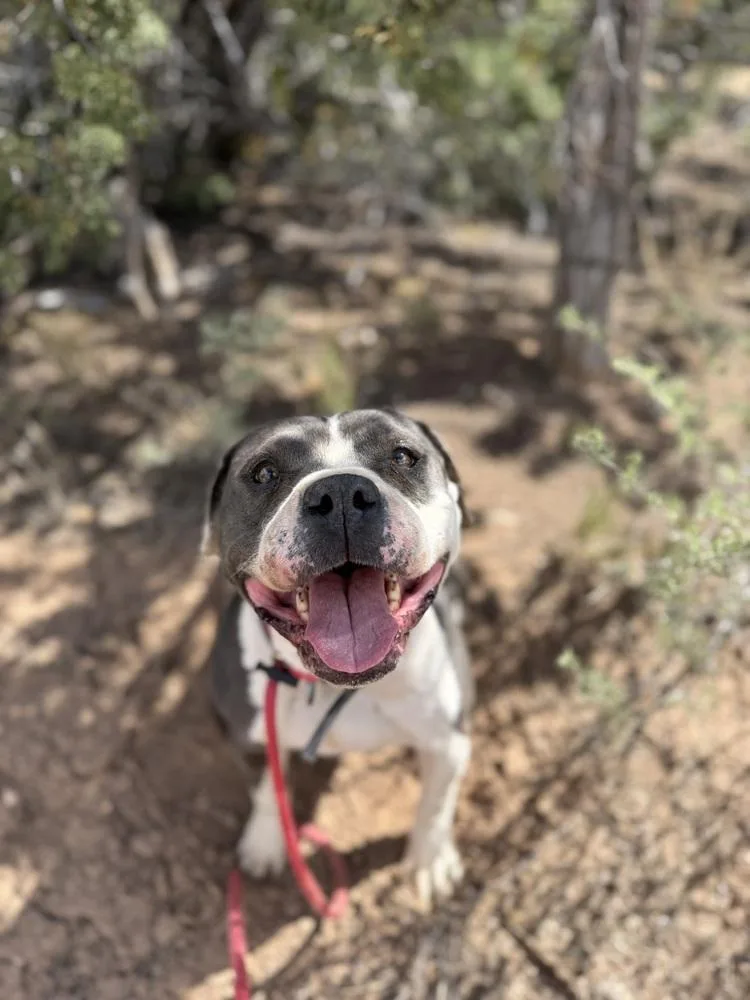 An adult medium-sized female Pit Bull Terrier dog named Phoenix for adoption in Mountainair, NM