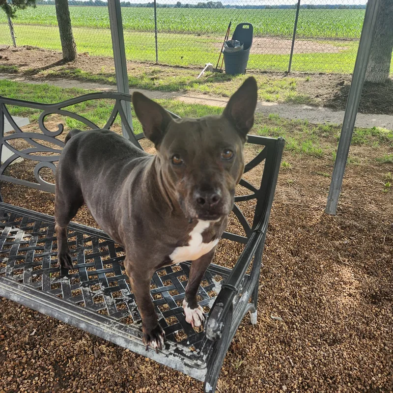 Dutchess thumbnail 2