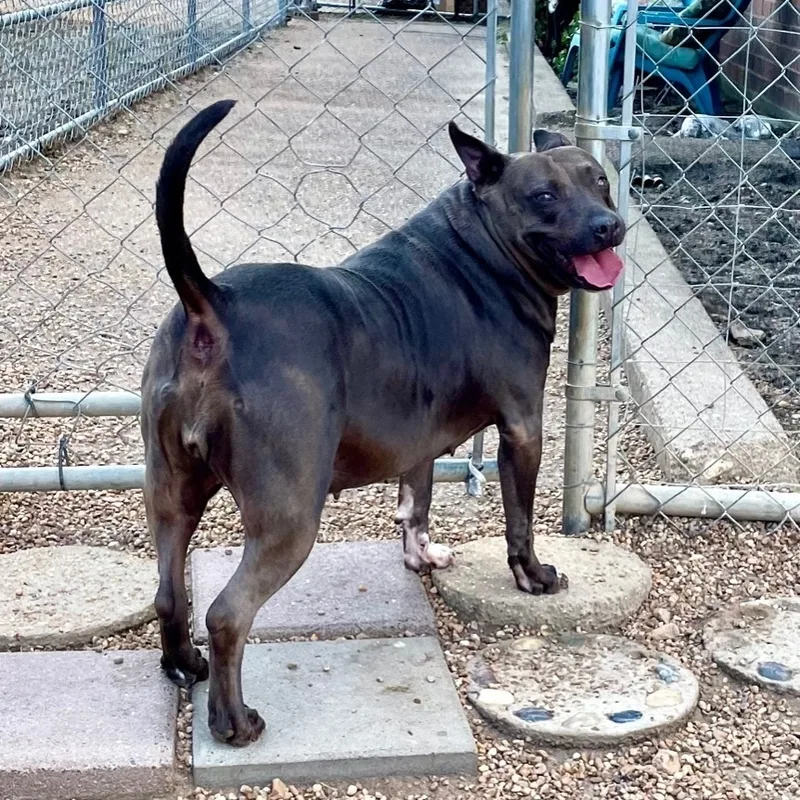 Dutchess thumbnail 5