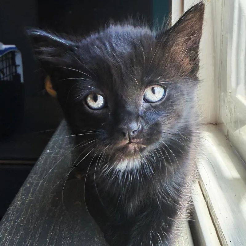 A baby small-sized female Black Domestic Short Hair cat named Rosalía for adoption in Asheville, NC