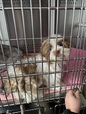 A baby small-sized female Shih Tzu dog named Bo Peep for adoption in Dayton, OH