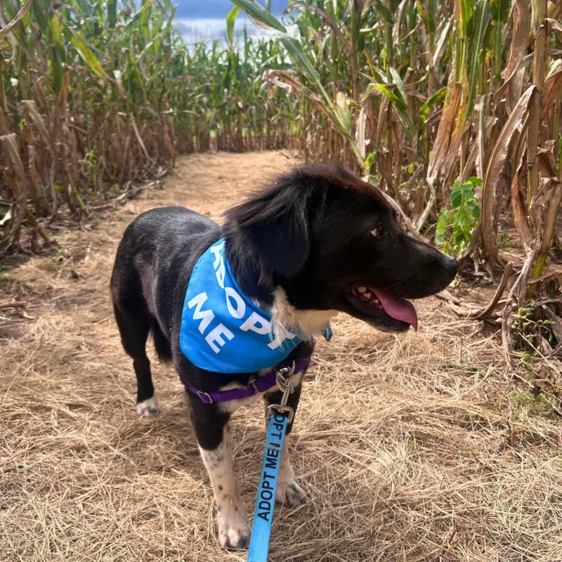 An adult medium-sized female Black Mixed Breed dog named Cookie for adoption in Naples, FL