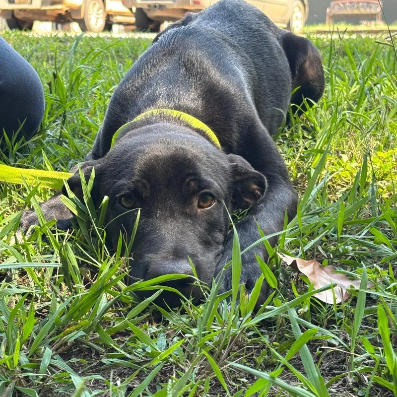 A young medium-sized male Labrador Retriever dog named Clyde for adoption in Clanton, AL