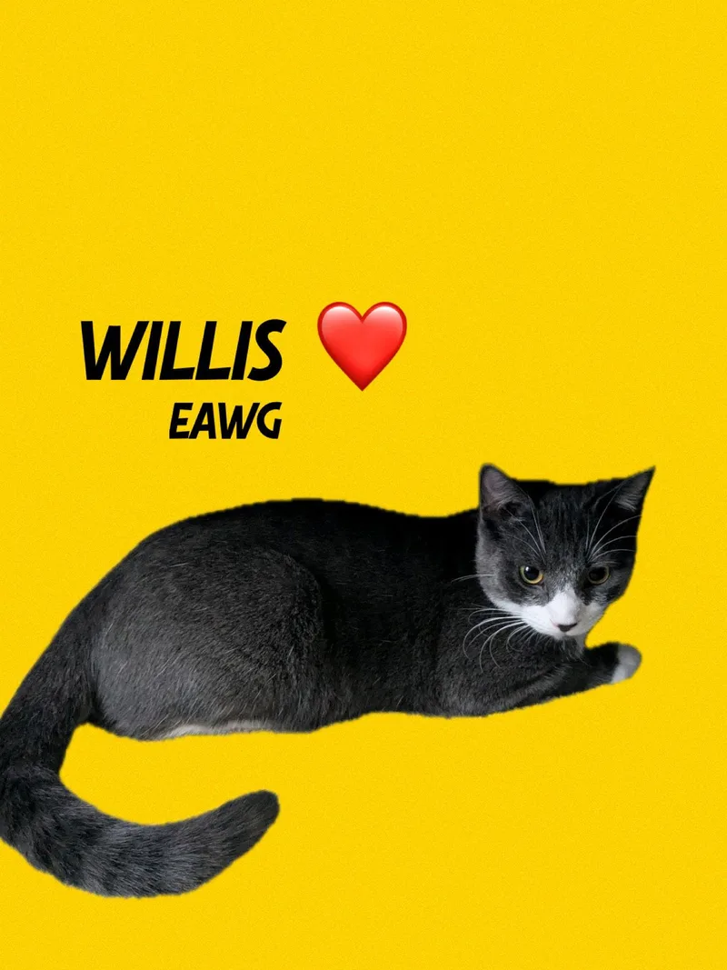 Willis