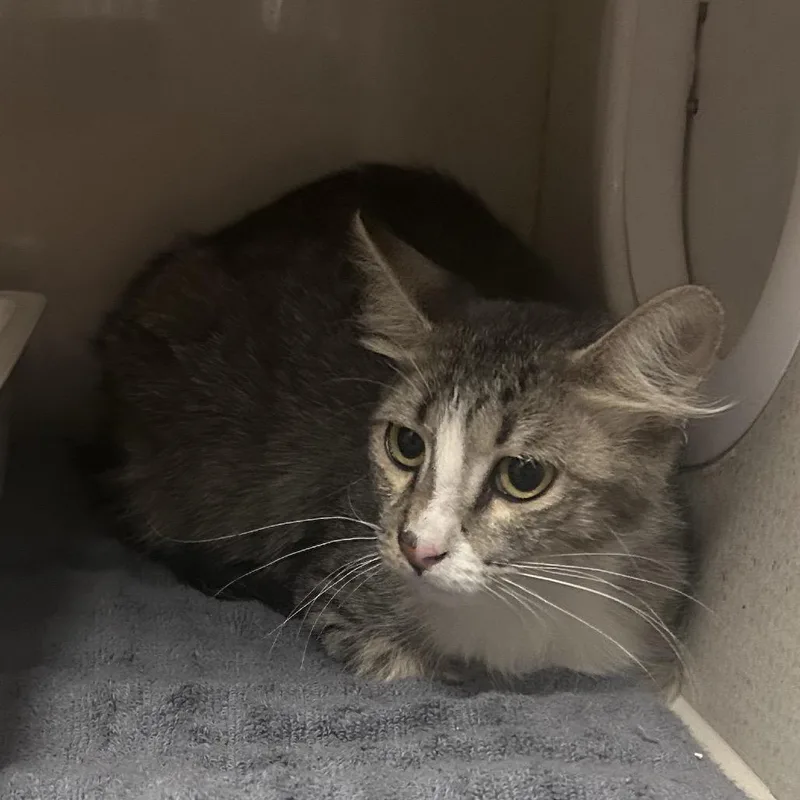 An adult medium-sized female Gray / Blue / Silver Domestic Short Hair cat named Luna for adoption in Yuma, AZ