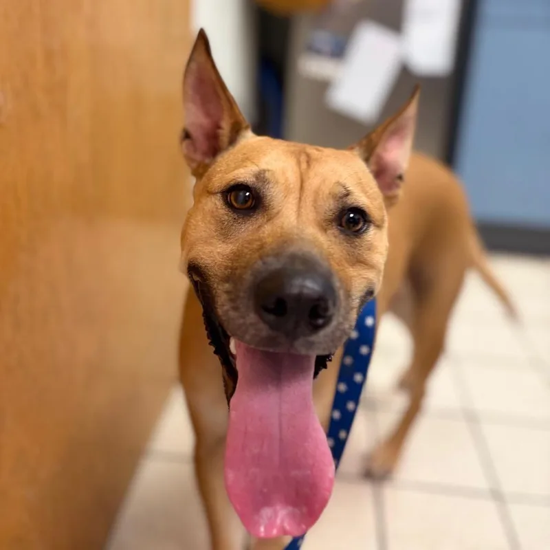 An adult medium-sized female Yellow / Tan / Blond / Fawn Mixed Breed dog named Hattie for adoption in Charleston, WV