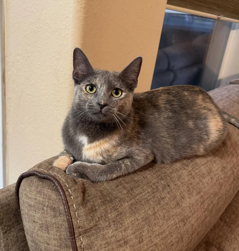 A young medium-sized female Domestic Short Hair cat named Luna A for adoption in Rosenberg, TX