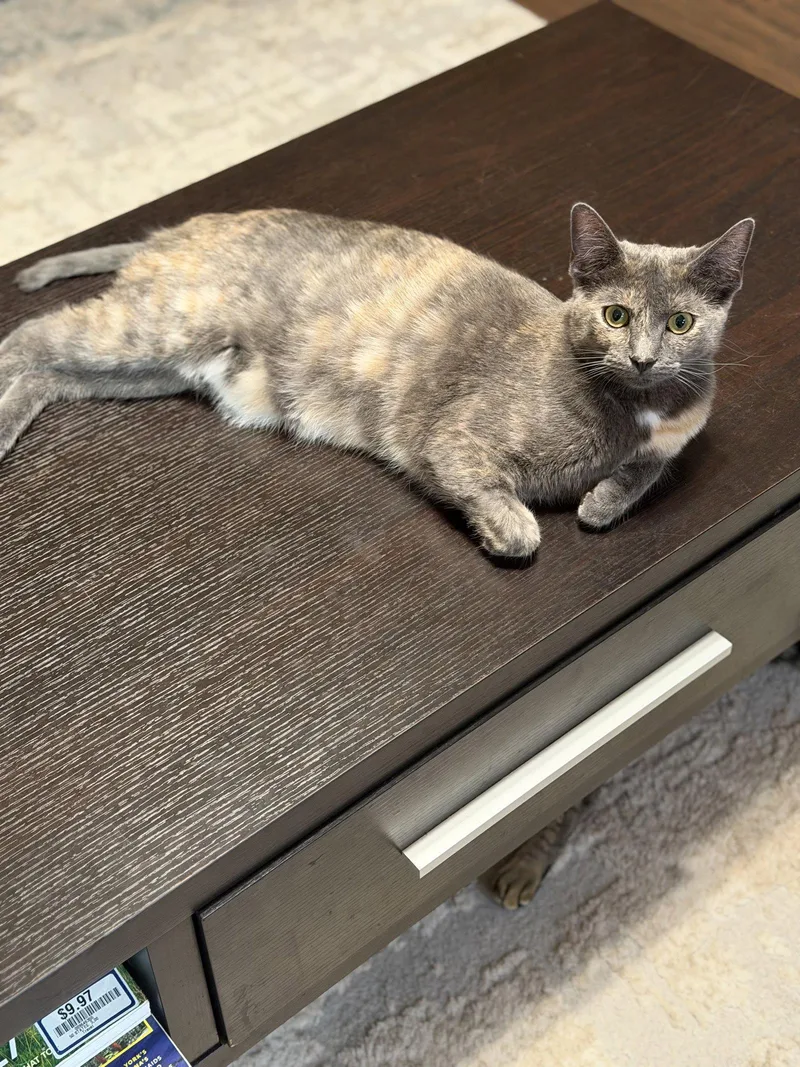 Luna A thumbnail 2