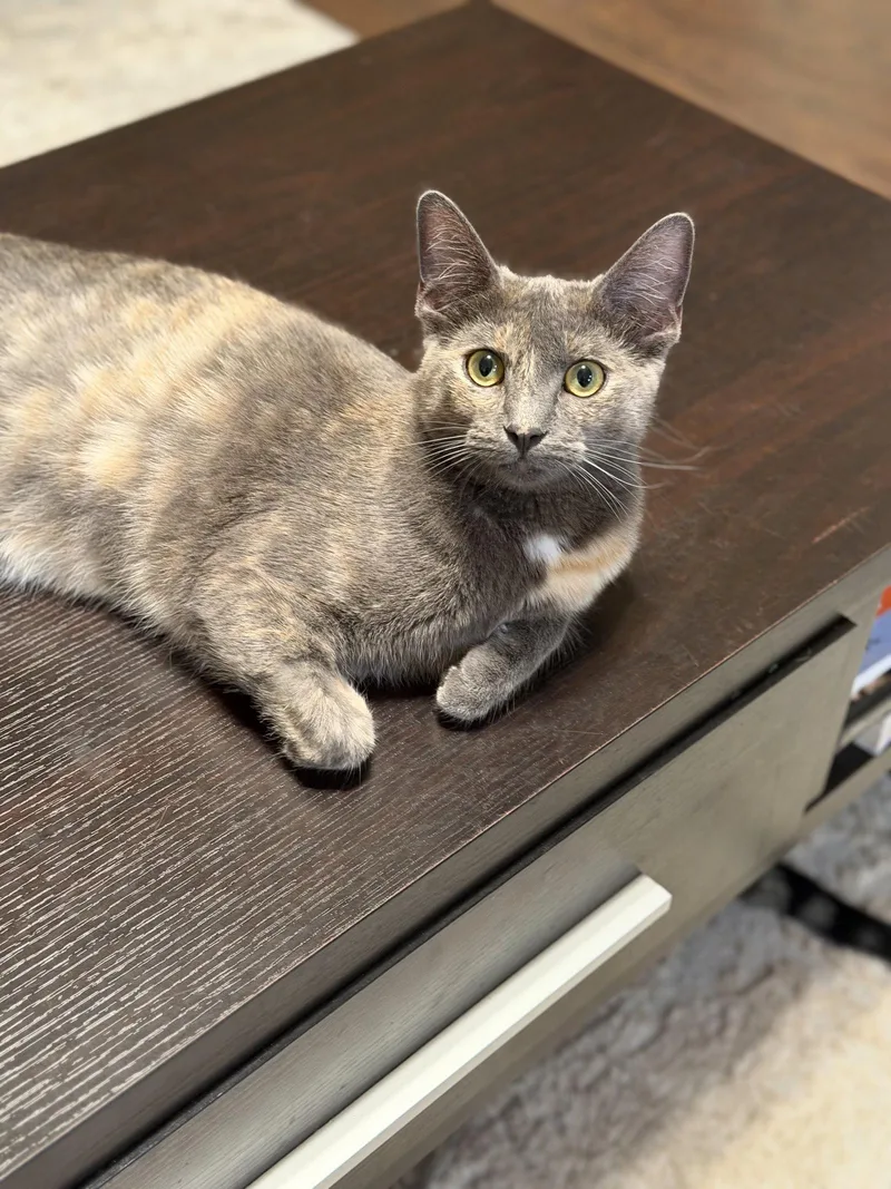 Luna A thumbnail 3