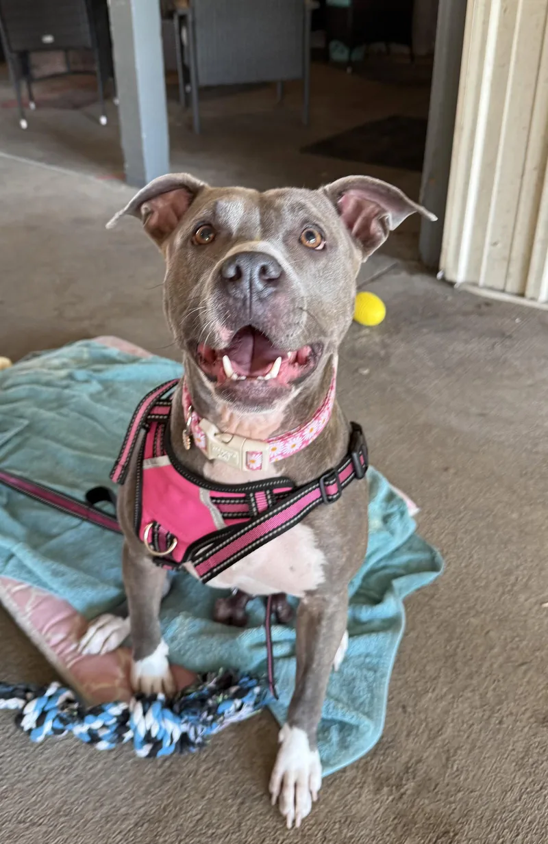 An adult large-sized female Pit Bull Terrier dog named Seeka for adoption in Arnold, MO