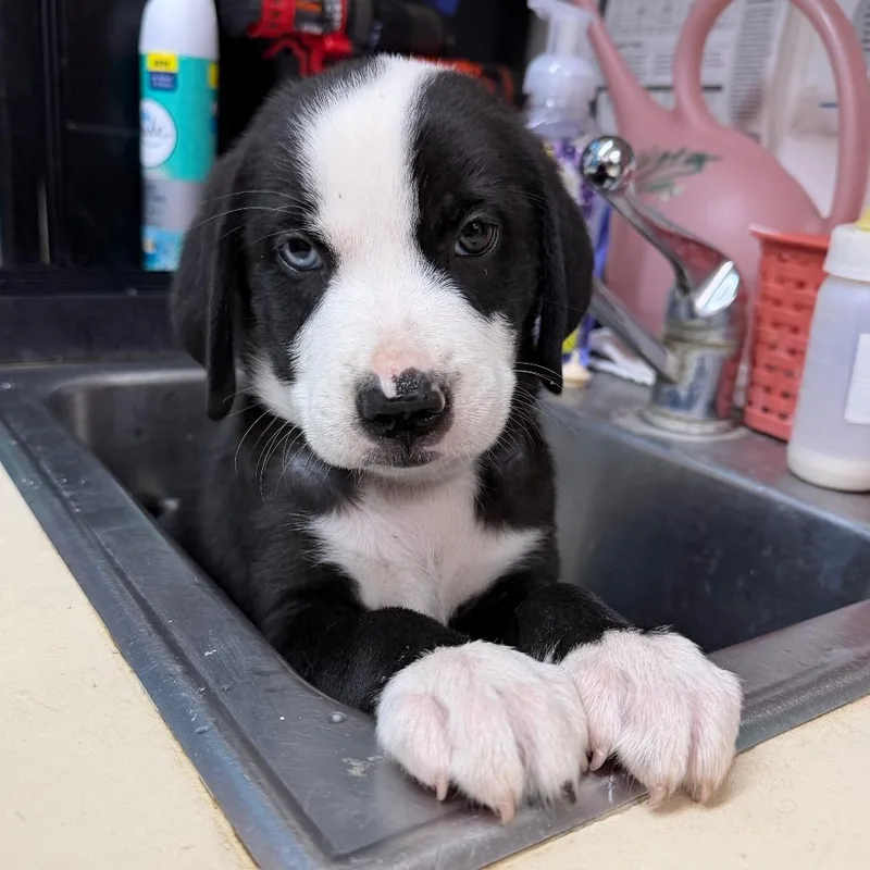 A baby small-sized female Gray / Blue / Silver Mixed Breed dog named Jules for adoption in Ardmore, OK