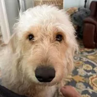 A young medium-sized female Poodle dog named Lily for adoption in Monticello, NY