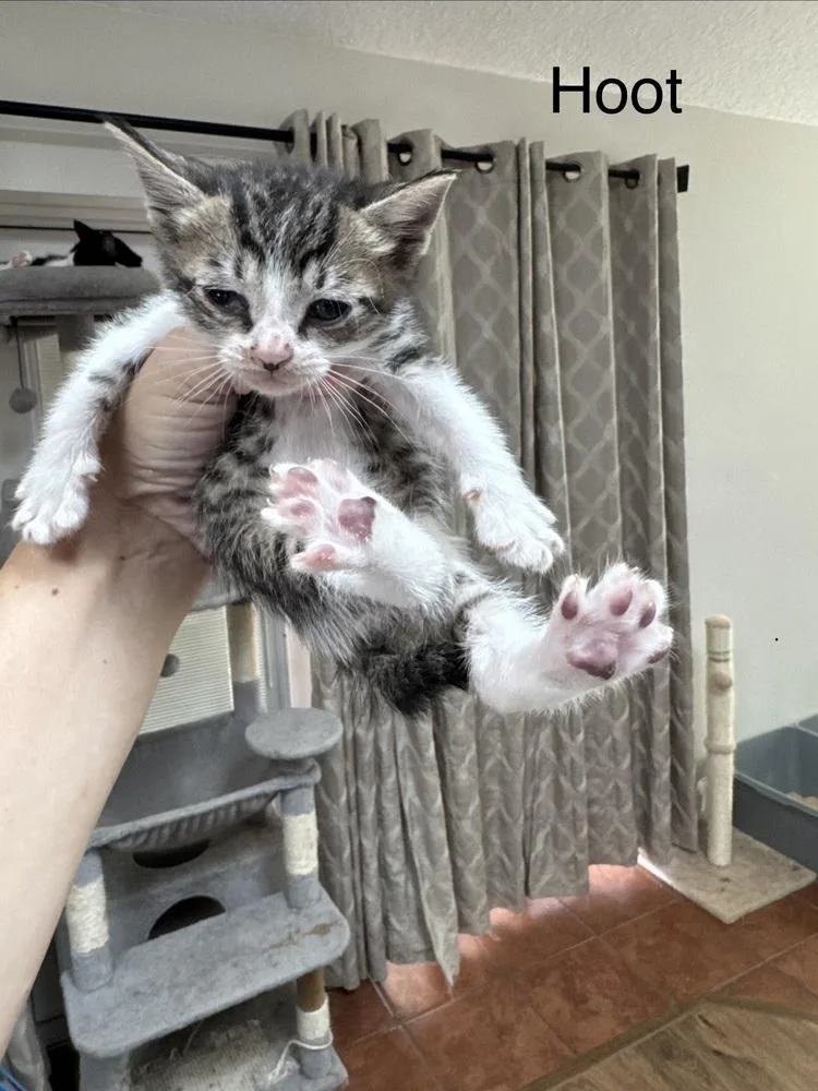 A baby small-sized male Domestic Short Hair cat named Hoot for adoption in Deltona, FL