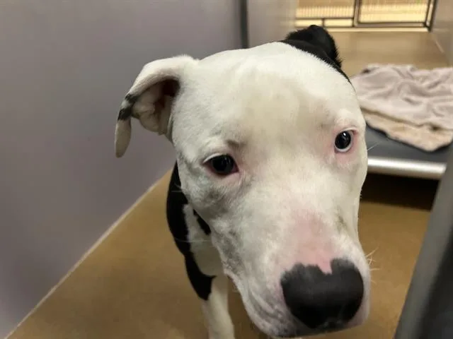 A young medium-sized male Pit Bull Terrier dog named Poe for adoption in Martinez, CA