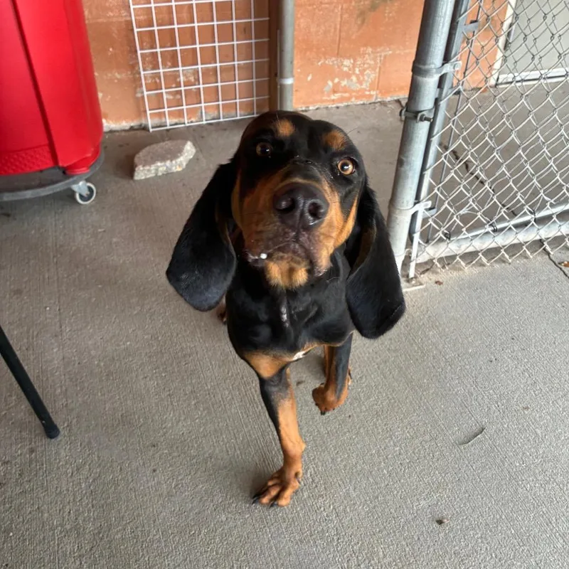 An adult medium-sized female Black Mixed Breed dog named Sadie for adoption in Pensacola, FL