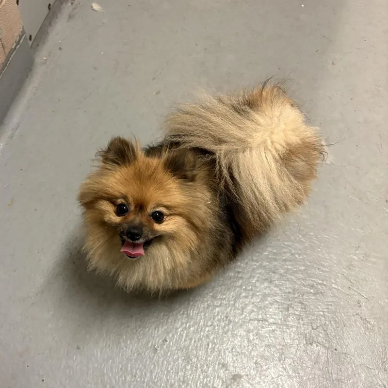 An adult small-sized female Pomeranian dog named Paisley for adoption in Tacoma, WA