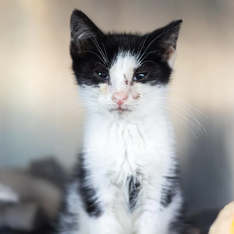 A baby small-sized male Black Domestic Short Hair cat named Cliff for adoption in Newark, DE