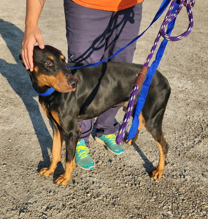 A young large-sized male Black Doberman Pinscher dog named Apollo for adoption in Liberty Center, OH