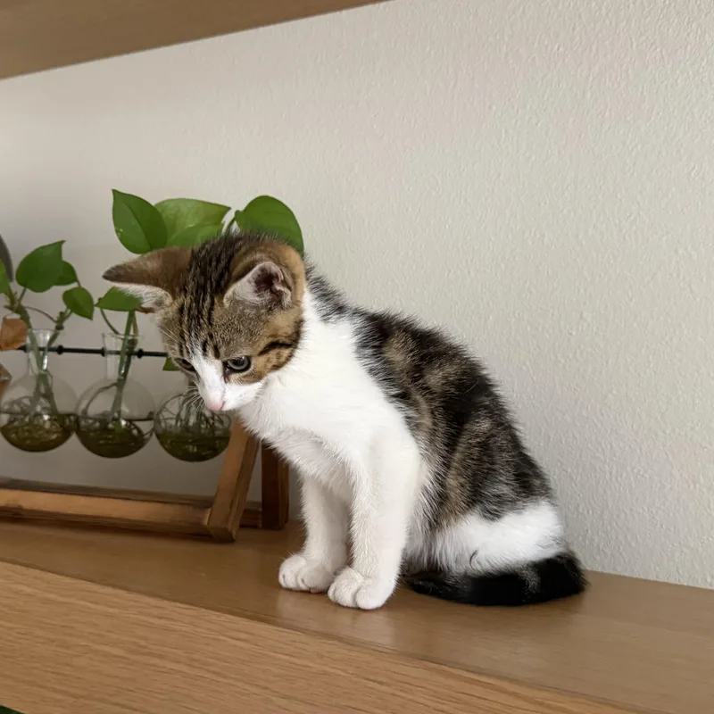 A baby medium-sized male Tabby (Brown / Chocolate) Domestic Short Hair cat named Wooly Bear for adoption in Springfield, OR
