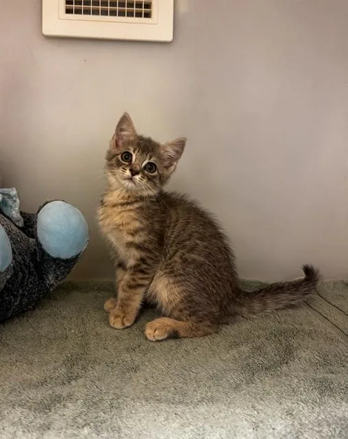 A baby medium-sized female Domestic Short Hair cat named Sriracha for adoption in Statesville, NC