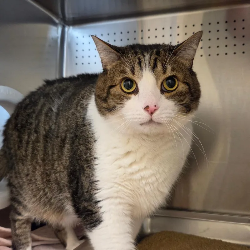 An adult extra large-sized male White Domestic Short Hair cat named Stephen for adoption in Asheville, NC