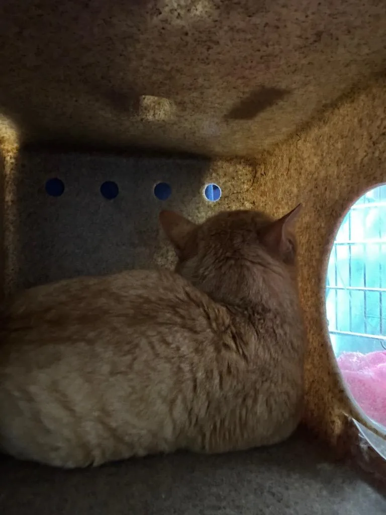 A young medium-sized male Domestic Short Hair cat named Almond Feral for adoption in Danielsville, GA