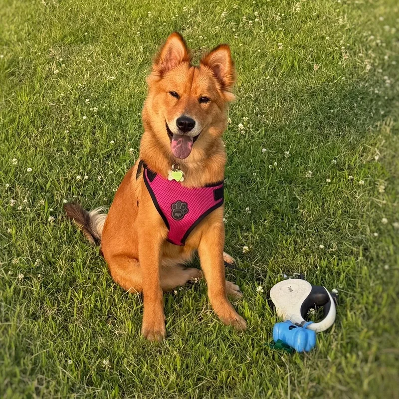 Lily Belle thumbnail 2