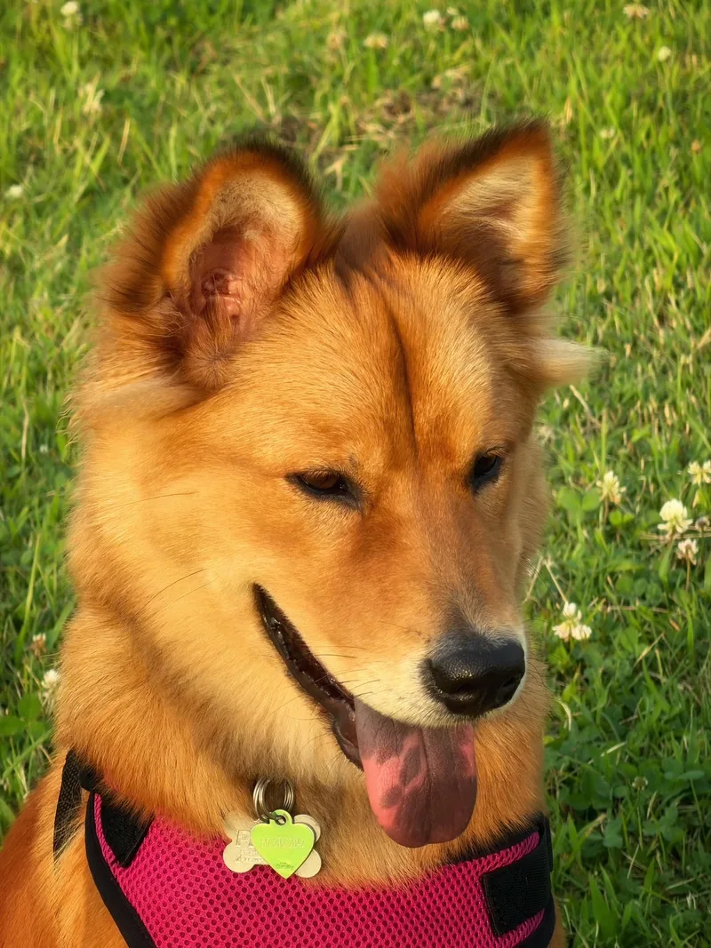 Lily Belle thumbnail 3