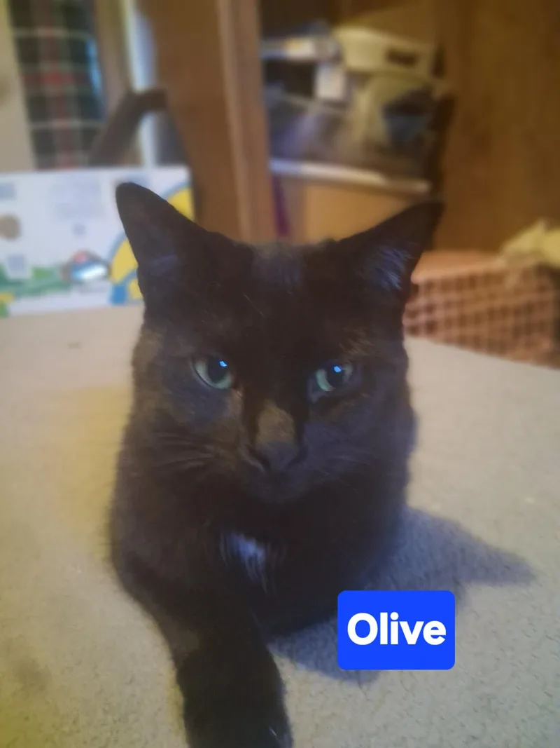 A young medium-sized female Black Domestic Short Hair cat named Zz Baby Olive Gothic for adoption in Utica, MI