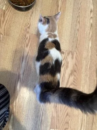 A young medium-sized female Domestic Short Hair cat named Cali for adoption in River Ridge, LA